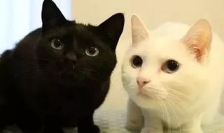 黑足猫为什么不能养 千万不要随便养黑猫